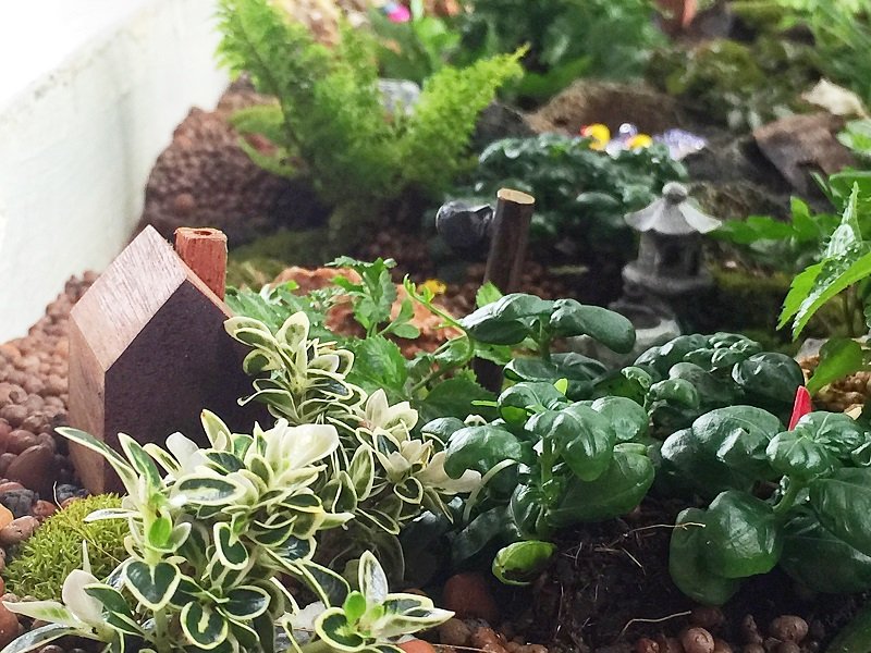 ปรับรางต้นไม้หน้าบ้าน เป็น giant tray garden