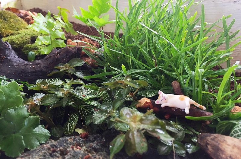 ปรับรางต้นไม้หน้าบ้าน เป็น giant tray garden