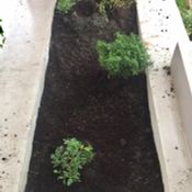 DIY Giant tray garden