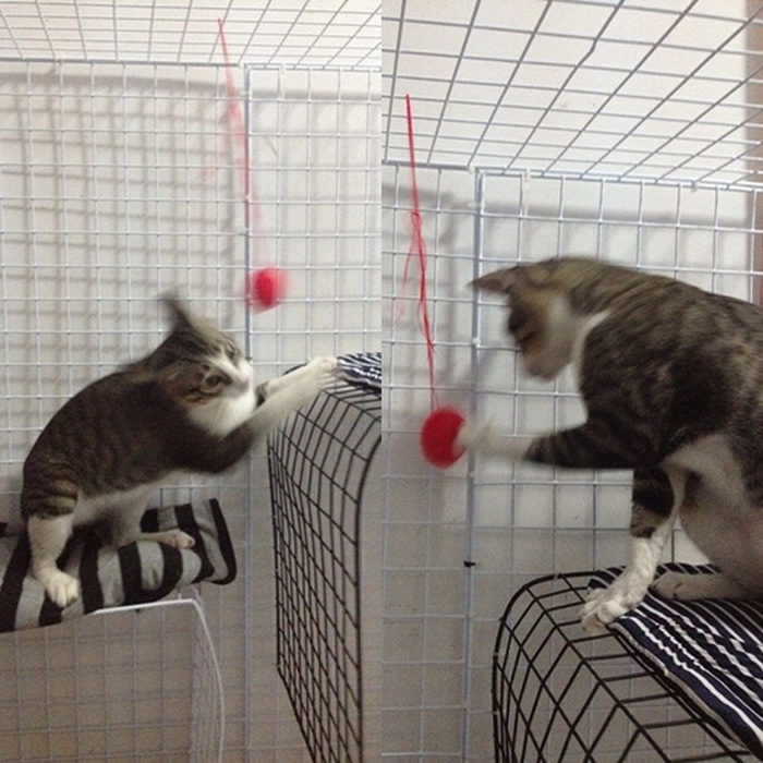 แชร์ไอเดีย 'DIY กรงแมว' สร้างพื้นที่พักผ่อนและปลอดภัยให้กับเจ้าขนปุย