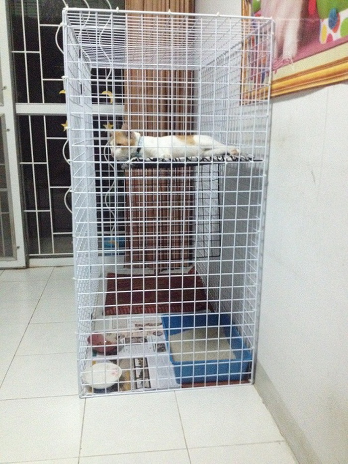 แชร์ไอเดีย 'DIY กรงแมว' สร้างพื้นที่พักผ่อนและปลอดภัยให้กับเจ้าขนปุย