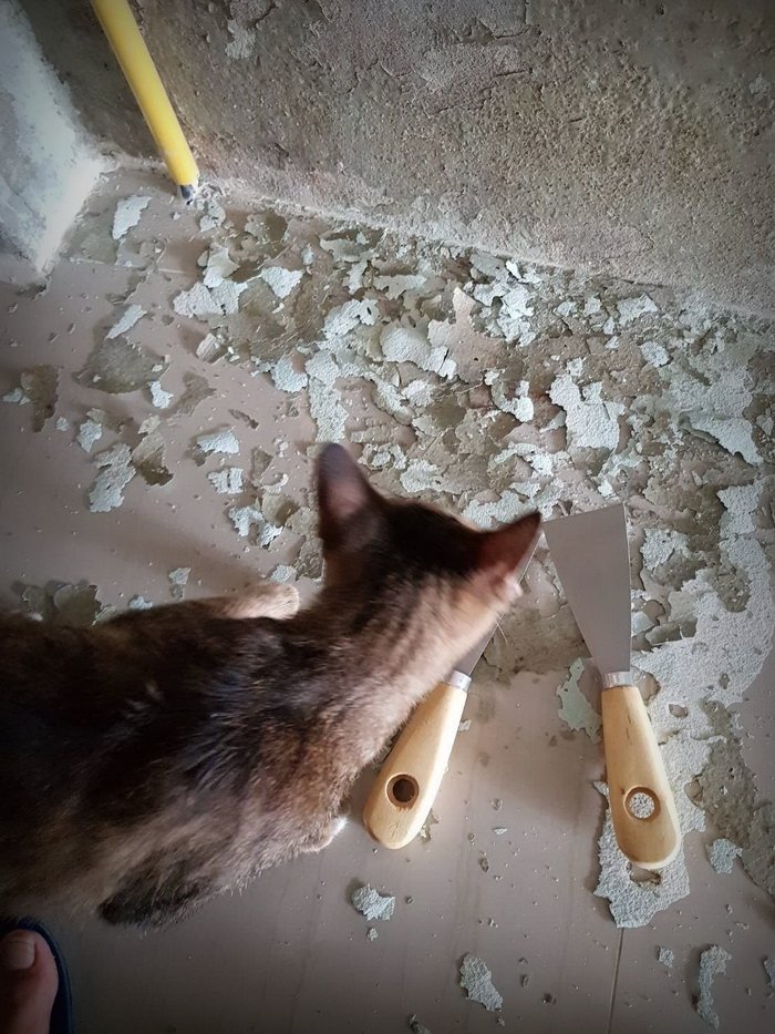 แชร์ประสบการณ์ “ทาสีภายในด้วยตัวเอง” ไม่ต้องง้อช่าง แถมยังประหยัดเงินได้ถึงหลักหมื่น