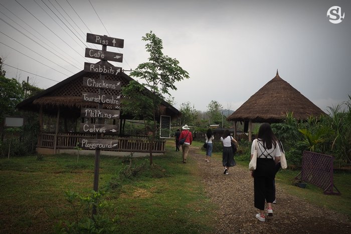 “ลาว บัฟฟาโล แดรี่” หลวงพระบาง ฟาร์มควายที่บ่มเพาะความรู้ให้เกษตรกร สู่ธุรกิจอันยั่งยืน