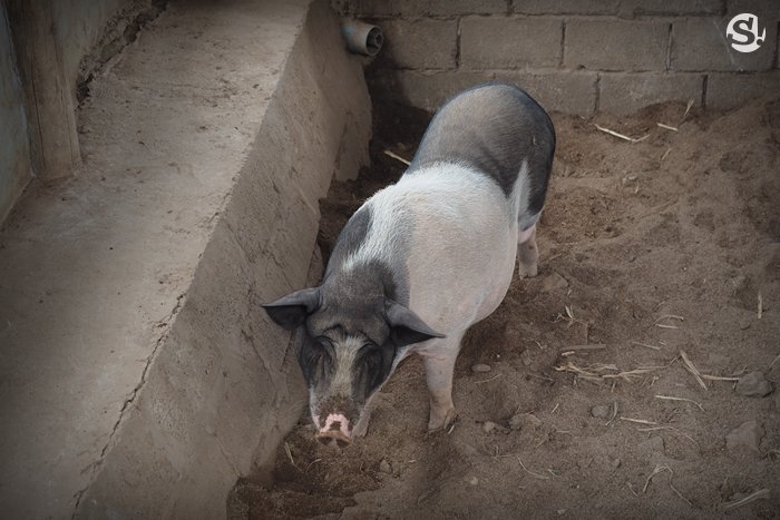 “ลาว บัฟฟาโล แดรี่” หลวงพระบาง ฟาร์มควายที่บ่มเพาะความรู้ให้เกษตรกร สู่ธุรกิจอันยั่งยืน