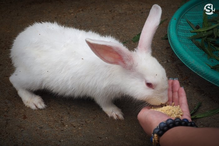 “ลาว บัฟฟาโล แดรี่” หลวงพระบาง ฟาร์มควายที่บ่มเพาะความรู้ให้เกษตรกร สู่ธุรกิจอันยั่งยืน