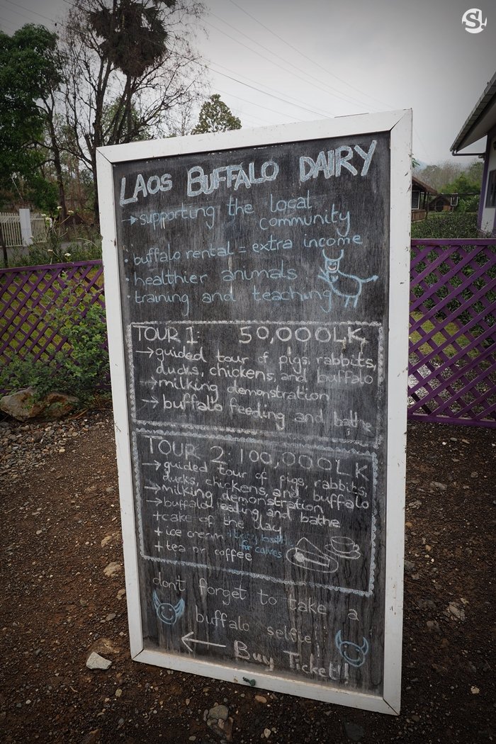 “ลาว บัฟฟาโล แดรี่” หลวงพระบาง ฟาร์มควายที่บ่มเพาะความรู้ให้เกษตรกร สู่ธุรกิจอันยั่งยืน