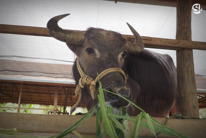 “ลาว บัฟฟาโล แดรี่” หลวงพระบาง ฟาร์มควายที่บ่มเพาะความรู้ให้เกษตรกร สู่ธุรกิจอันยั่งยืน