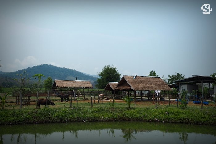 “ลาว บัฟฟาโล แดรี่” หลวงพระบาง ฟาร์มควายที่บ่มเพาะความรู้ให้เกษตรกร สู่ธุรกิจอันยั่งยืน