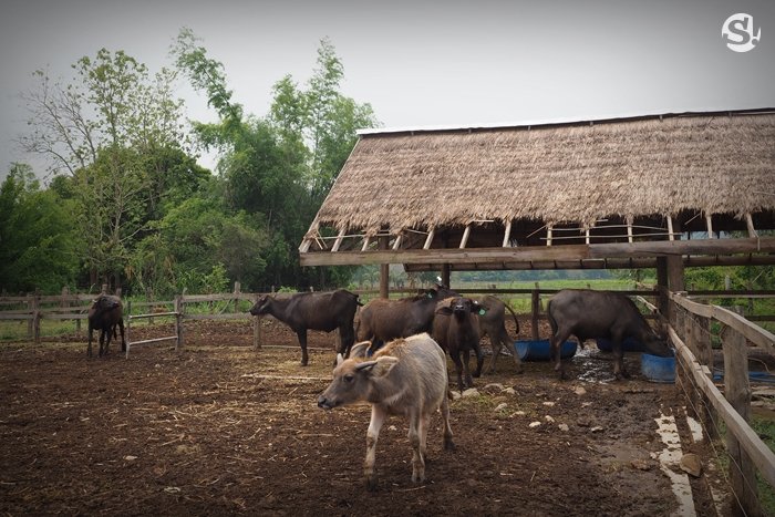 “ลาว บัฟฟาโล แดรี่” หลวงพระบาง ฟาร์มควายที่บ่มเพาะความรู้ให้เกษตรกร สู่ธุรกิจอันยั่งยืน