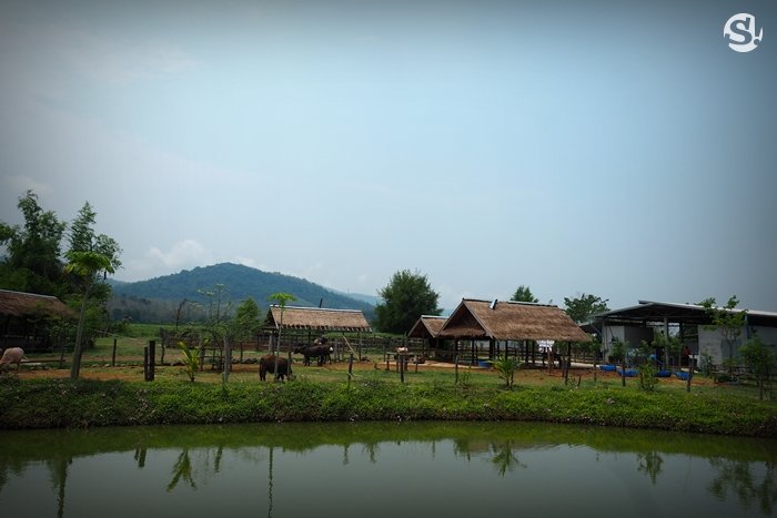 “ลาว บัฟฟาโล แดรี่” หลวงพระบาง ฟาร์มควายที่บ่มเพาะความรู้ให้เกษตรกร สู่ธุรกิจอันยั่งยืน