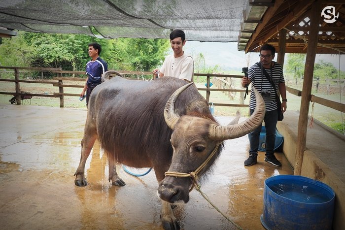 “ลาว บัฟฟาโล แดรี่” หลวงพระบาง ฟาร์มควายที่บ่มเพาะความรู้ให้เกษตรกร สู่ธุรกิจอันยั่งยืน
