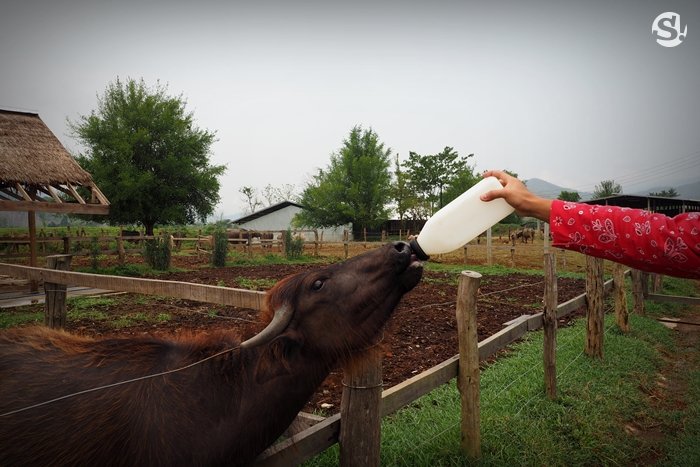 “ลาว บัฟฟาโล แดรี่” หลวงพระบาง ฟาร์มควายที่บ่มเพาะความรู้ให้เกษตรกร สู่ธุรกิจอันยั่งยืน