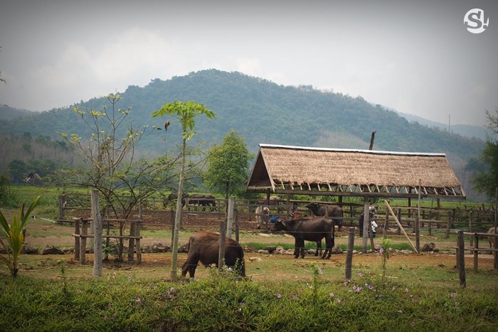 “ลาว บัฟฟาโล แดรี่” หลวงพระบาง ฟาร์มควายที่บ่มเพาะความรู้ให้เกษตรกร สู่ธุรกิจอันยั่งยืน