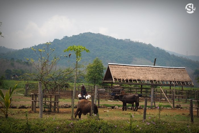 “ลาว บัฟฟาโล แดรี่” หลวงพระบาง ฟาร์มควายที่บ่มเพาะความรู้ให้เกษตรกร สู่ธุรกิจอันยั่งยืน
