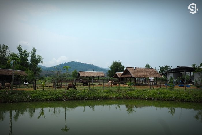 “ลาว บัฟฟาโล แดรี่” หลวงพระบาง ฟาร์มควายที่บ่มเพาะความรู้ให้เกษตรกร สู่ธุรกิจอันยั่งยืน