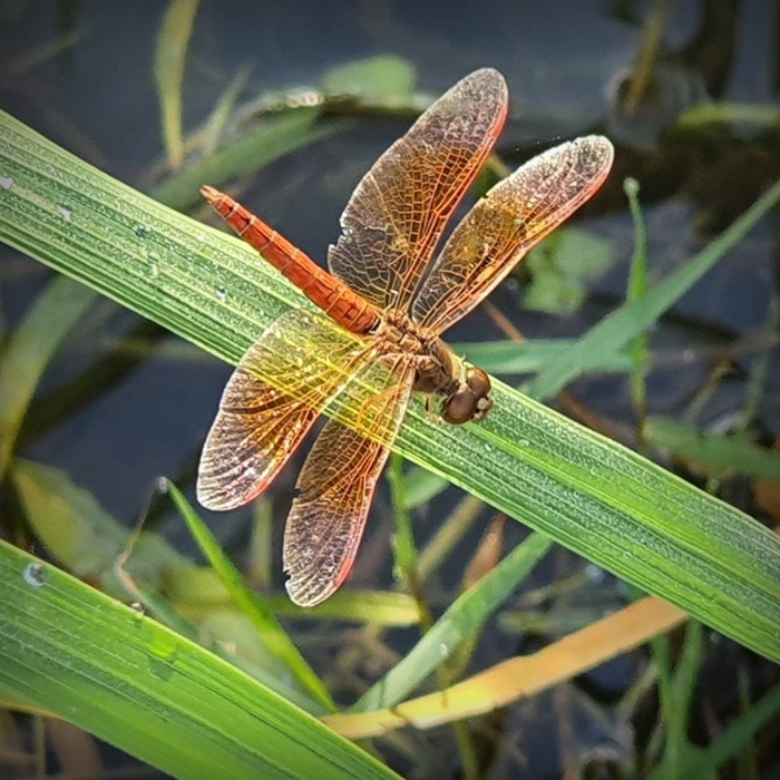ชีวิตติดนา “บ้านไก่โห่” บ้านหลังที่สองของ “เป๊ก-นิว” โฮมสเตย์กลางทุ่งข้าวที่เชียงใหม่