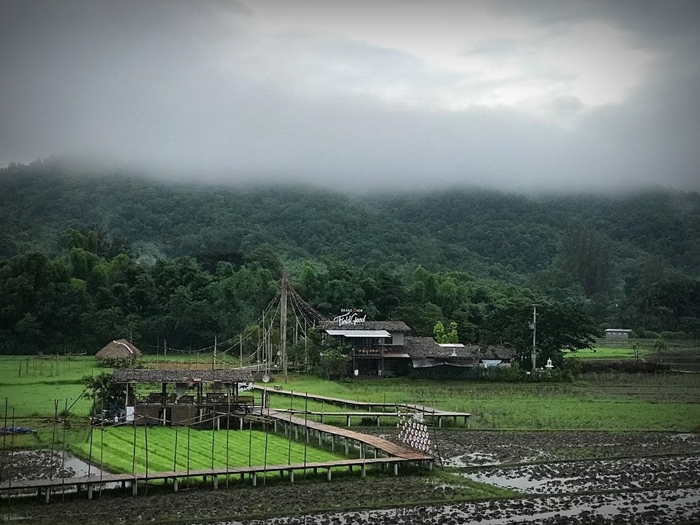 ชีวิตติดนา “บ้านไก่โห่” บ้านหลังที่สองของ “เป๊ก-นิว” โฮมสเตย์กลางทุ่งข้าวที่เชียงใหม่