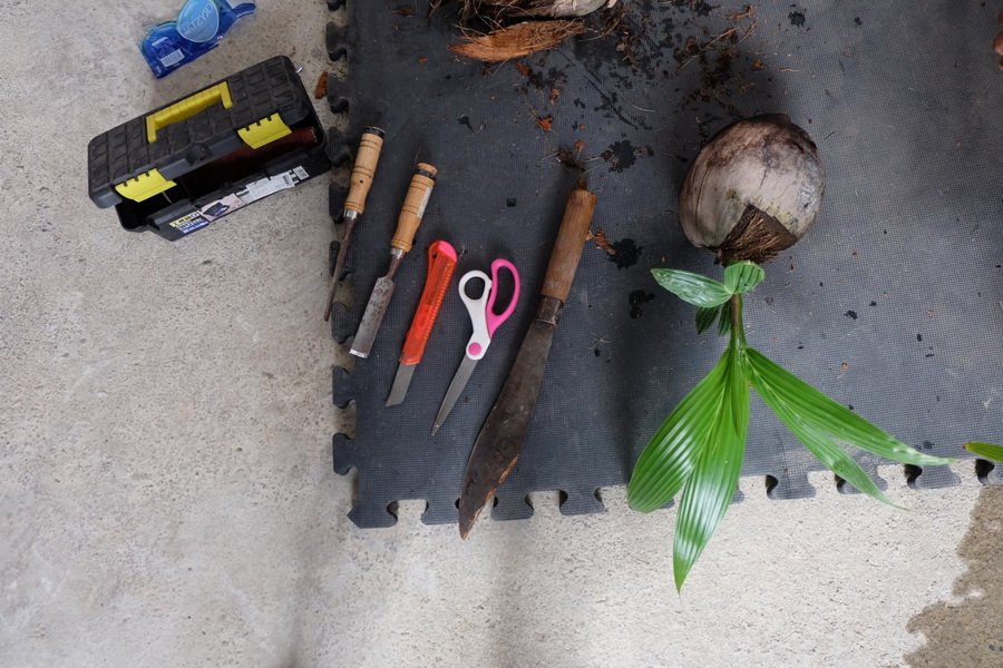 DIY ตกแต่งสวนด้วย “บอนไซมะพร้าว” ทำเองได้ ด้วยงบไม่เกิน 100 บาท