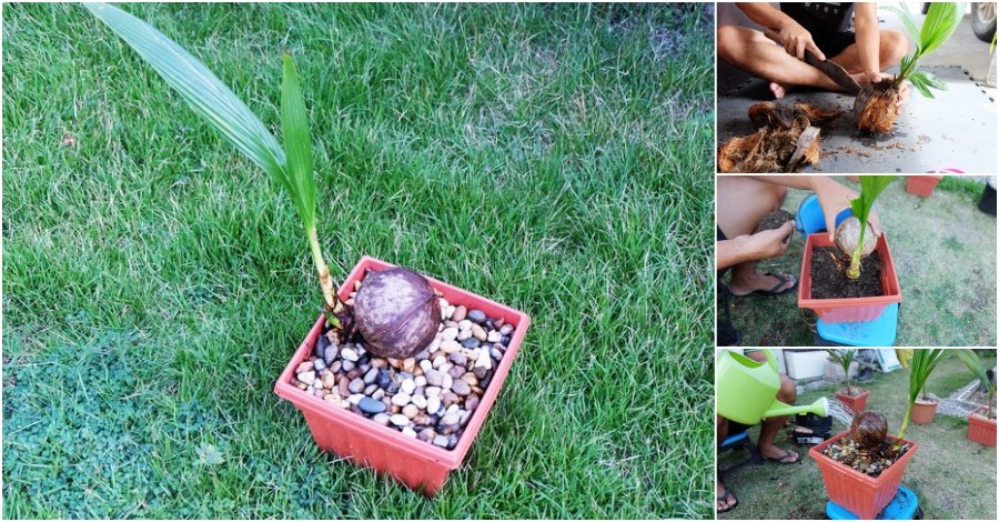 DIY ตกแต่งสวนด้วย “บอนไซมะพร้าว” ทำเองได้ ด้วยงบไม่เกิน 100 บาท