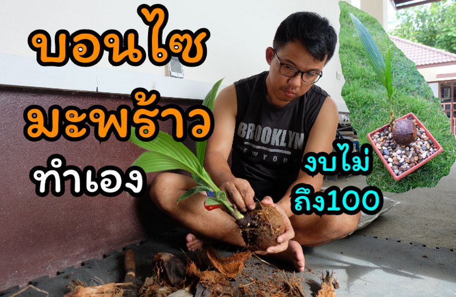 DIY ตกแต่งสวนด้วย “บอนไซมะพร้าว” ทำเองได้ ด้วยงบไม่เกิน 100 บาท