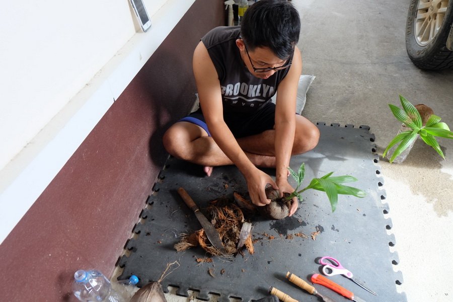 DIY ตกแต่งสวนด้วย “บอนไซมะพร้าว” ทำเองได้ ด้วยงบไม่เกิน 100 บาท