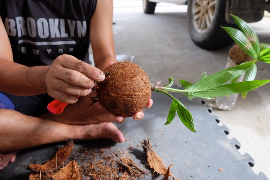 DIY ตกแต่งสวนด้วย “บอนไซมะพร้าว” ทำเองได้ ด้วยงบไม่เกิน 100 บาท