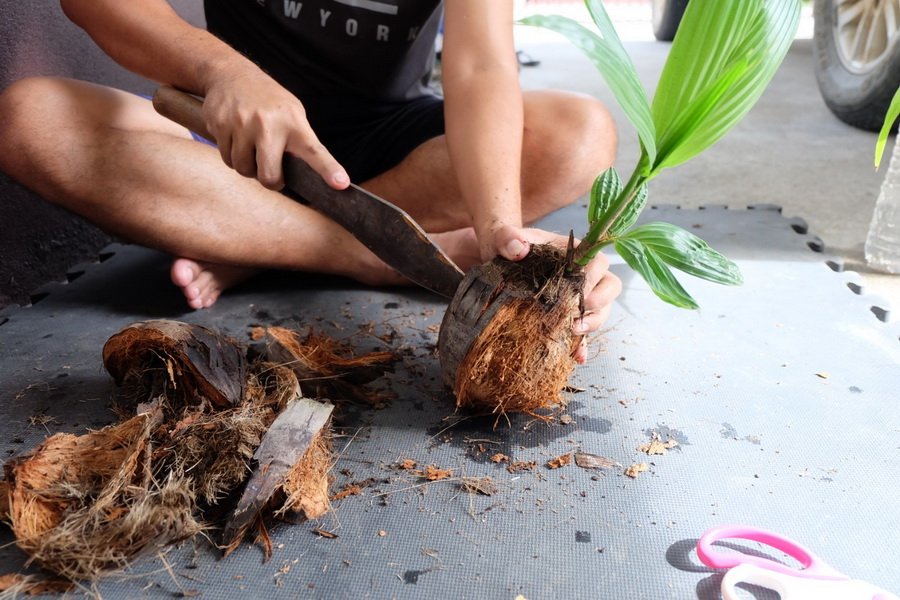 DIY ตกแต่งสวนด้วย “บอนไซมะพร้าว” ทำเองได้ ด้วยงบไม่เกิน 100 บาท