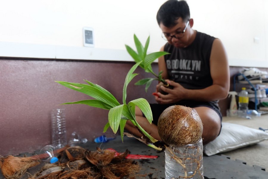 DIY ตกแต่งสวนด้วย “บอนไซมะพร้าว” ทำเองได้ ด้วยงบไม่เกิน 100 บาท