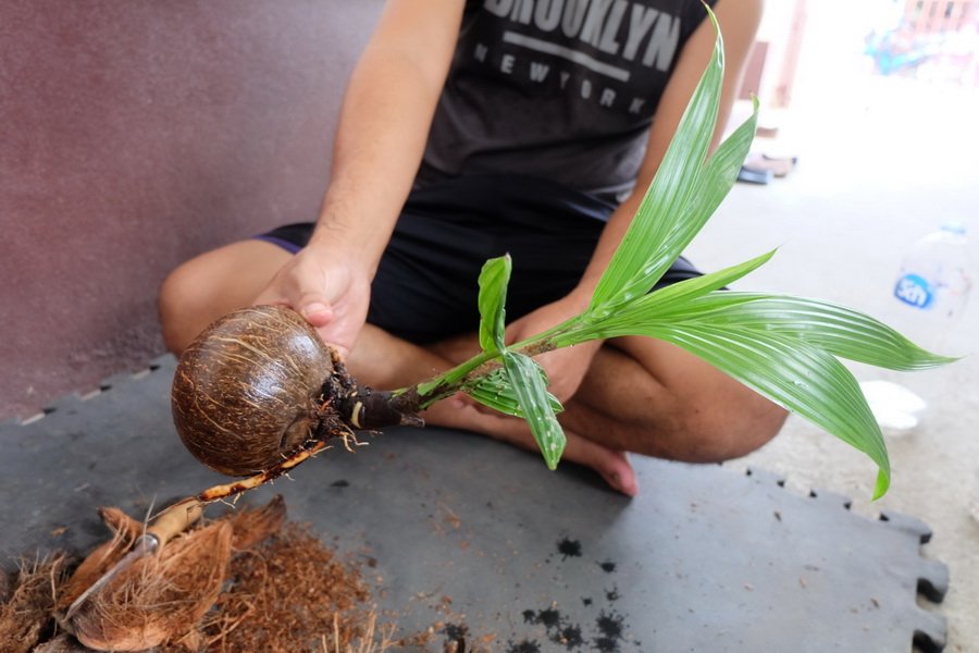 DIY ตกแต่งสวนด้วย “บอนไซมะพร้าว” ทำเองได้ ด้วยงบไม่เกิน 100 บาท