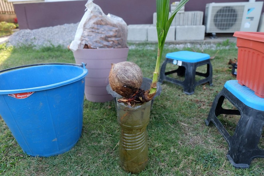 DIY ตกแต่งสวนด้วย “บอนไซมะพร้าว” ทำเองได้ ด้วยงบไม่เกิน 100 บาท