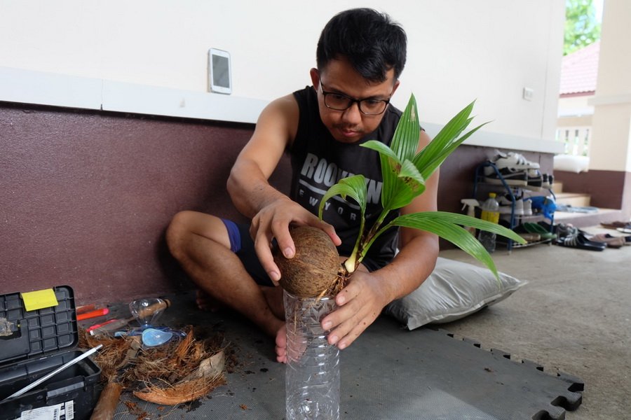 DIY ตกแต่งสวนด้วย “บอนไซมะพร้าว” ทำเองได้ ด้วยงบไม่เกิน 100 บาท