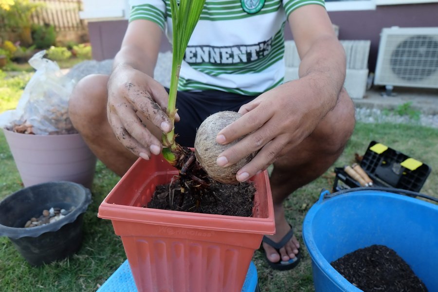 DIY ตกแต่งสวนด้วย “บอนไซมะพร้าว” ทำเองได้ ด้วยงบไม่เกิน 100 บาท