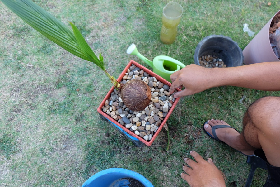 DIY ตกแต่งสวนด้วย “บอนไซมะพร้าว” ทำเองได้ ด้วยงบไม่เกิน 100 บาท