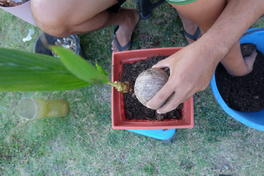 DIY ตกแต่งสวนด้วย “บอนไซมะพร้าว” ทำเองได้ ด้วยงบไม่เกิน 100 บาท