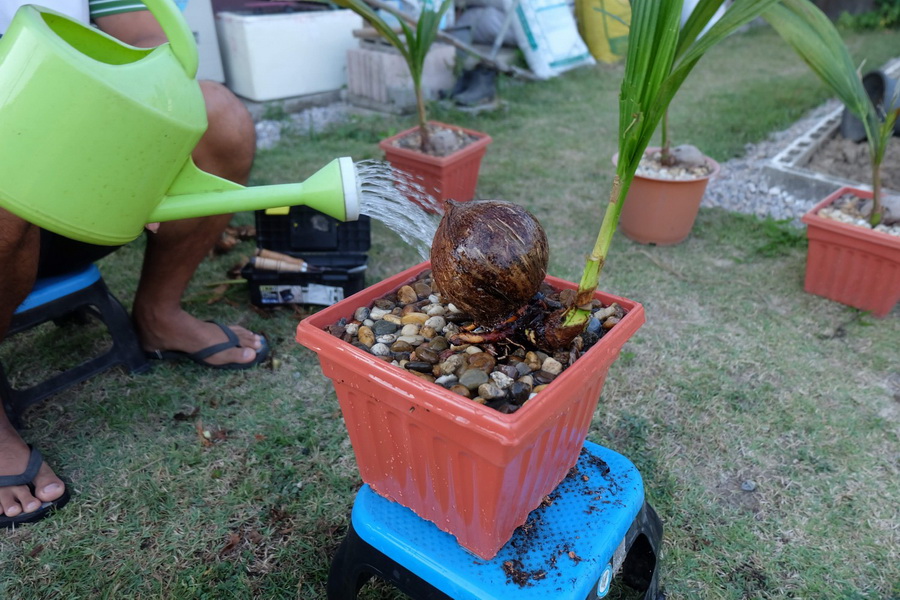 DIY ตกแต่งสวนด้วย “บอนไซมะพร้าว” ทำเองได้ ด้วยงบไม่เกิน 100 บาท