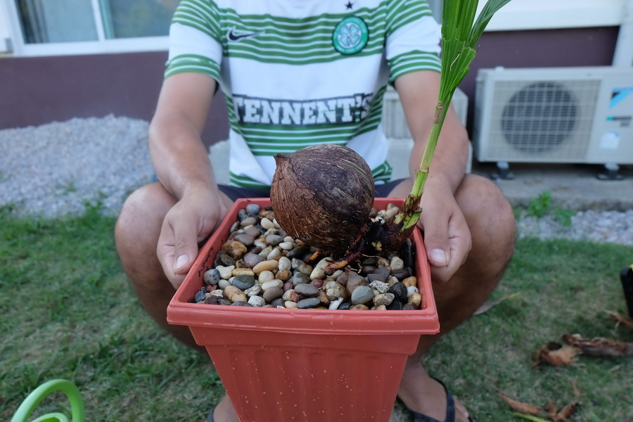 DIY ตกแต่งสวนด้วย “บอนไซมะพร้าว” ทำเองได้ ด้วยงบไม่เกิน 100 บาท