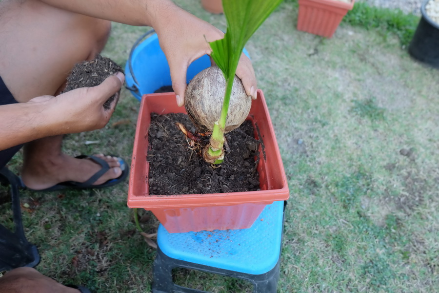 DIY ตกแต่งสวนด้วย “บอนไซมะพร้าว” ทำเองได้ ด้วยงบไม่เกิน 100 บาท