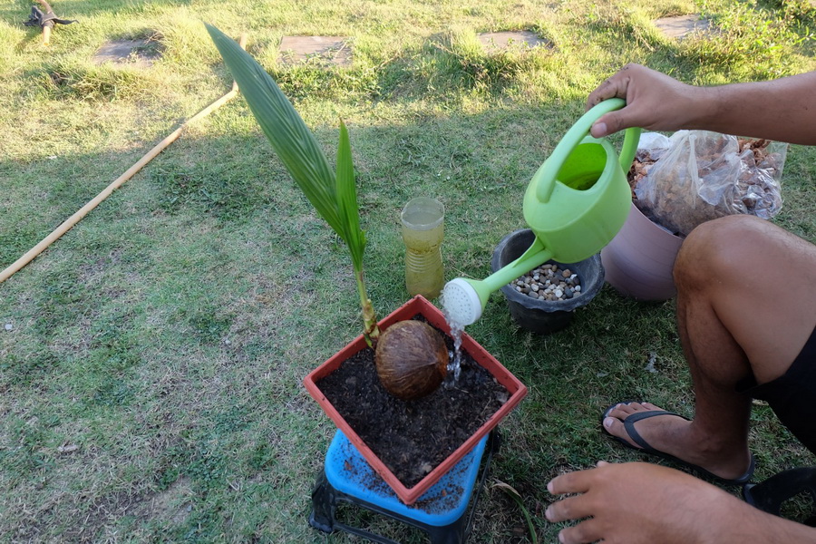 DIY ตกแต่งสวนด้วย “บอนไซมะพร้าว” ทำเองได้ ด้วยงบไม่เกิน 100 บาท