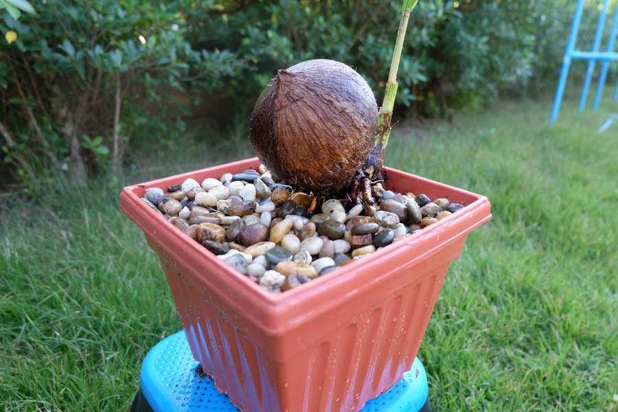 DIY ตกแต่งสวนด้วย “บอนไซมะพร้าว” ทำเองได้ ด้วยงบไม่เกิน 100 บาท