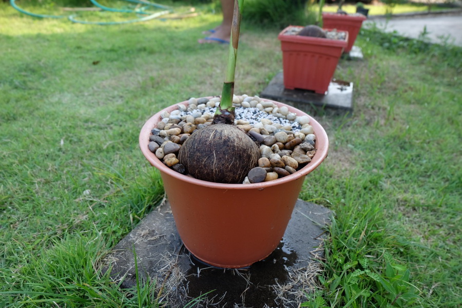 DIY ตกแต่งสวนด้วย “บอนไซมะพร้าว” ทำเองได้ ด้วยงบไม่เกิน 100 บาท