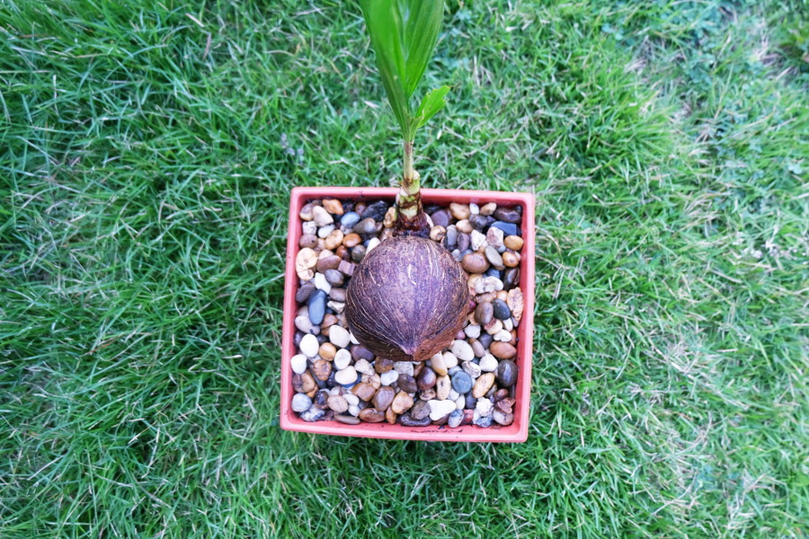 DIY ตกแต่งสวนด้วย “บอนไซมะพร้าว” ทำเองได้ ด้วยงบไม่เกิน 100 บาท