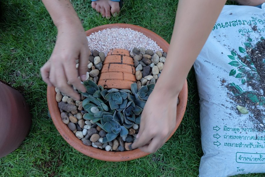 รีวิว “จัดสวนถาดกุหลาบหิน” สวยงาม โตไว ดูแลง่ายด้วยงบ 240 บาท