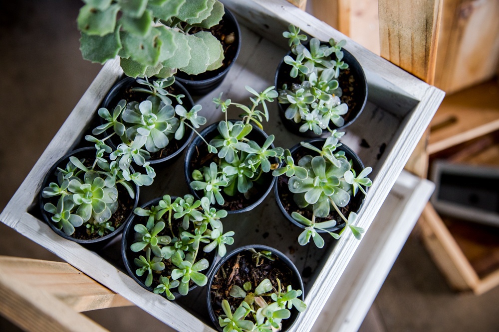 13 ไอเดียเพิ่มไอเทมใหม่ให้ต้นไม้แสนรัก