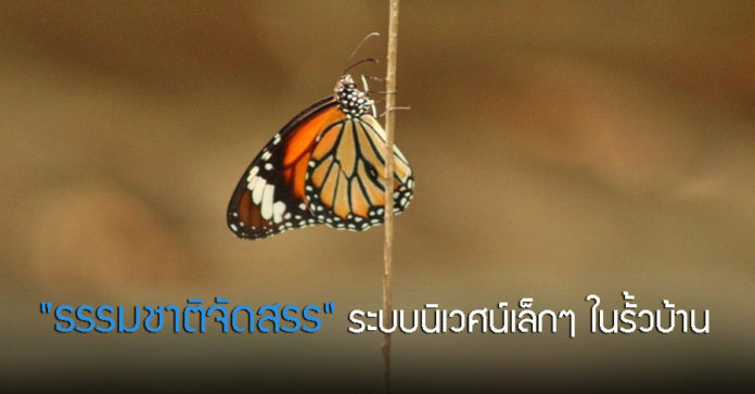 พาไปชม “ธรรมชาติจัดสรร” เมื่อหนุ่มนักท่องเที่ยวปล่อยให้สวนรก จนกลายเป็นระบบนิเวศเล็กๆ ในรั้วบ้าน
