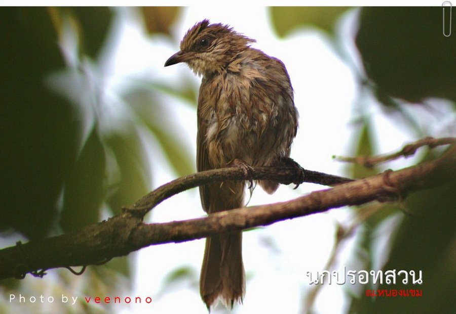 พาไปชม “ธรรมชาติจัดสรร” เมื่อหนุ่มนักท่องเที่ยวปล่อยให้สวนรก จนกลายเป็นระบบนิเวศเล็กๆ ในรั้วบ้าน