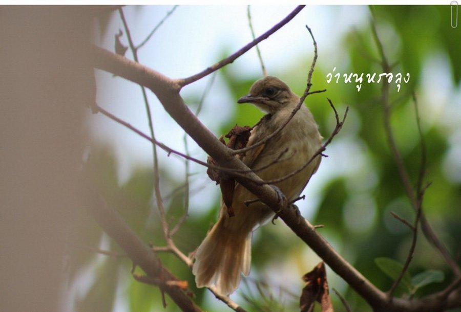 พาไปชม “ธรรมชาติจัดสรร” เมื่อหนุ่มนักท่องเที่ยวปล่อยให้สวนรก จนกลายเป็นระบบนิเวศเล็กๆ ในรั้วบ้าน