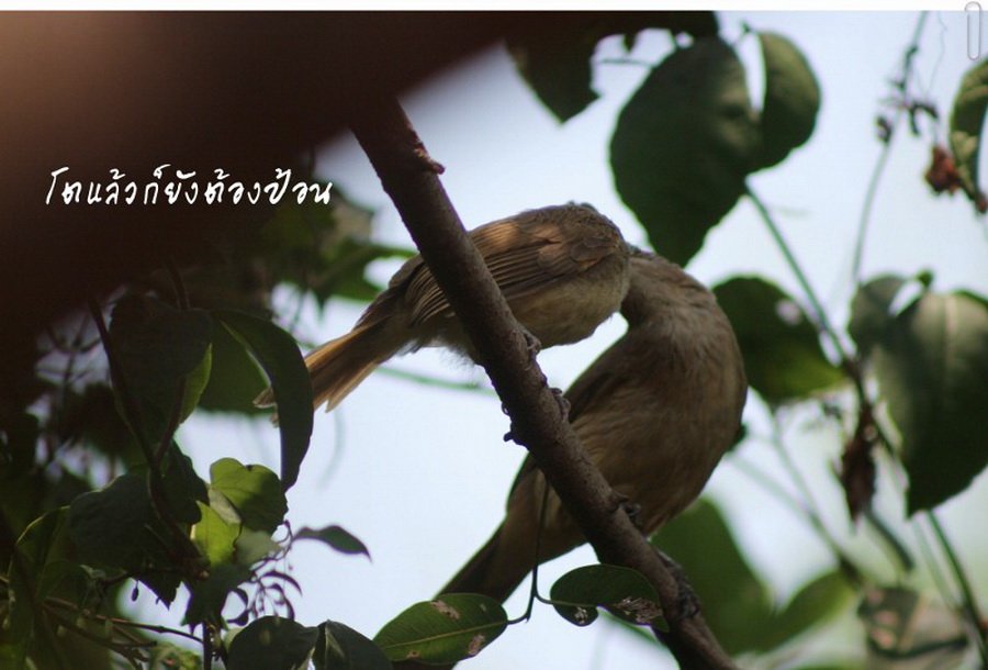 พาไปชม “ธรรมชาติจัดสรร” เมื่อหนุ่มนักท่องเที่ยวปล่อยให้สวนรก จนกลายเป็นระบบนิเวศเล็กๆ ในรั้วบ้าน