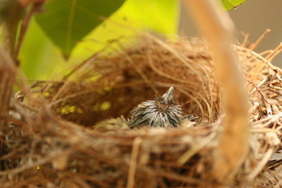 พาไปชม “ธรรมชาติจัดสรร” เมื่อหนุ่มนักท่องเที่ยวปล่อยให้สวนรก จนกลายเป็นระบบนิเวศเล็กๆ ในรั้วบ้าน
