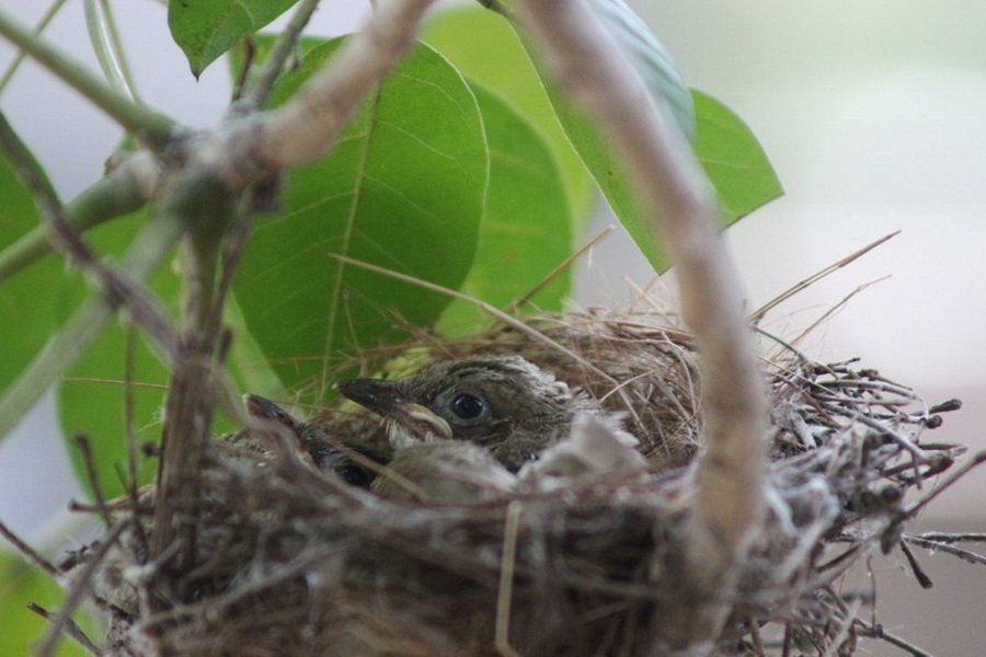 พาไปชม “ธรรมชาติจัดสรร” เมื่อหนุ่มนักท่องเที่ยวปล่อยให้สวนรก จนกลายเป็นระบบนิเวศเล็กๆ ในรั้วบ้าน