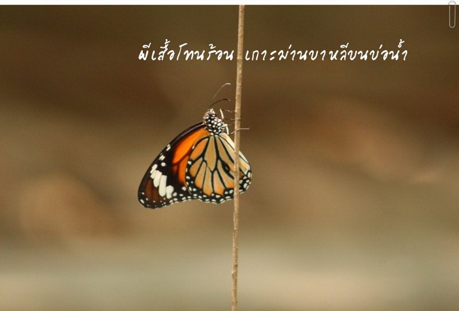 พาไปชม “ธรรมชาติจัดสรร” เมื่อหนุ่มนักท่องเที่ยวปล่อยให้สวนรก จนกลายเป็นระบบนิเวศเล็กๆ ในรั้วบ้าน